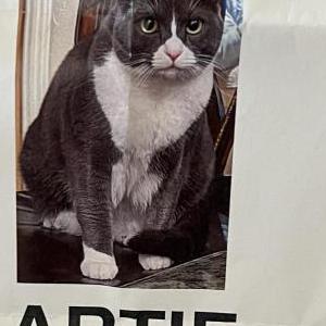 Lost Cat Artie