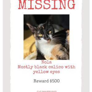 Lost Cat Nola