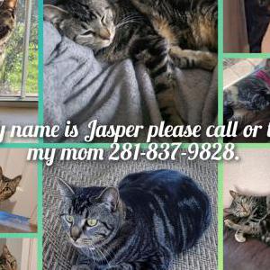 Lost Cat Jasper