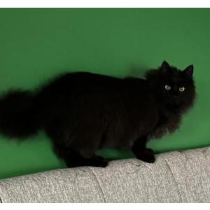 2nd Image of Shadow, Lost Cat