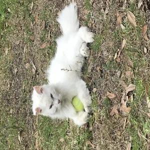 Lost Cat Bianco
