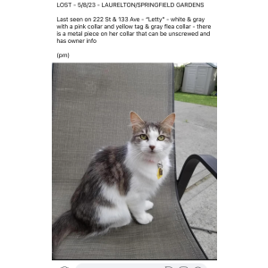 Lost Cat Letty