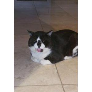 2nd Image of Oreo, Lost Cat