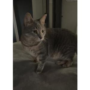 Lost Cat Charlie