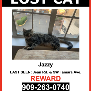 Lost Cat Jazzy