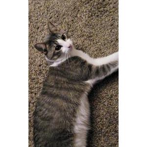 Image of Willow, Lost Cat