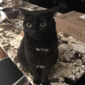 Lost Cat Weezie