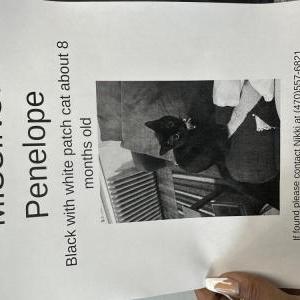 2nd Image of Penelope, Lost Cat