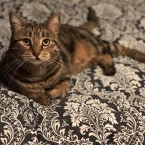 Lost Cat Tiger Lily