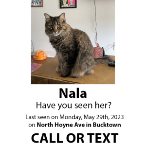 Lost Cat Nala