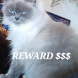 Lost Cat Mochie