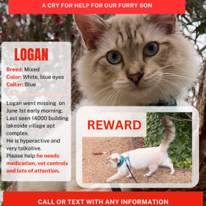Lost Cat Logan