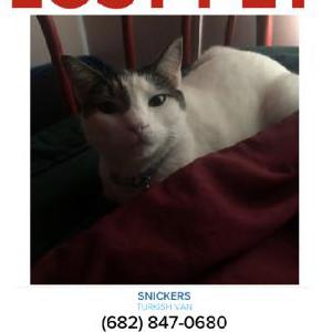 Lost Cat Snickers