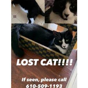 Lost Cat Squeeb