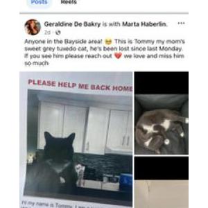 Lost Cat Tommy