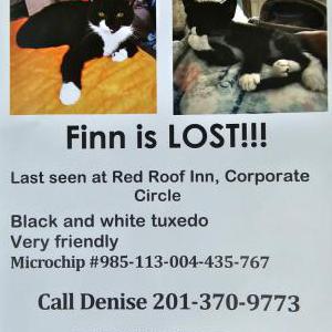 Lost Cat Finn