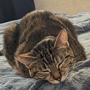 Image of Marzipan, Lost Cat