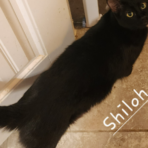 Lost Cat Shiloh