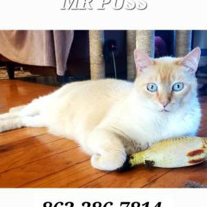Lost Cat Mr.Puss