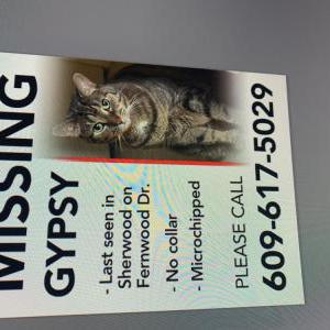 Lost Cat Gypsy