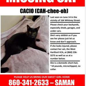 2nd Image of Cacio, Lost Cat