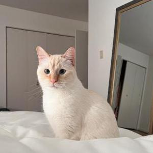 Lost Cat Vail