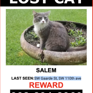Lost Cat Salem