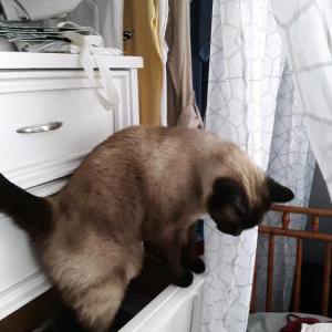 2nd Image of MOOKIE (Siamese), Lost Cat