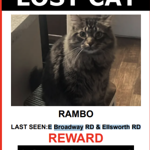 Lost Cat Rambo