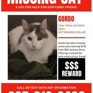 Lost Cat Gordo