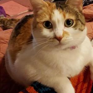 Image of Nora, Lost Cat