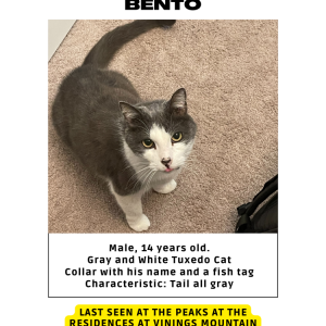 Lost Cat Bento