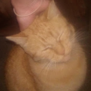 Image of Lyno, Lost Cat