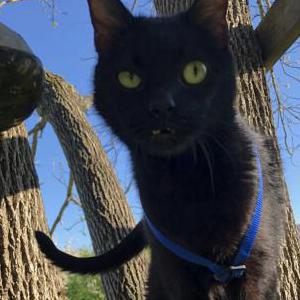 Image of Crow /, Lost Cat
