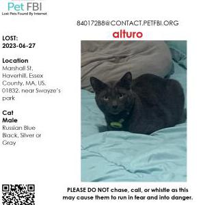 Lost Cat Alturo