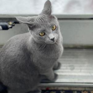 Image of Ashura, Lost Cat