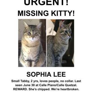 Lost Cat Sophia Lee