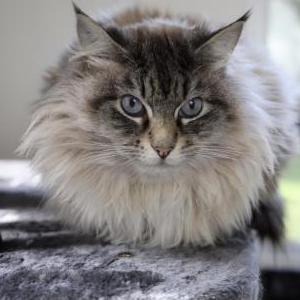 Lost Cat Atlas or ‘Mr. Cat’