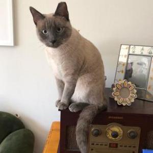 Lost Cat Oliver/Bath bomb