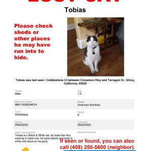 Lost Cat Tobias