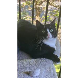 Lost Cat Marcy
