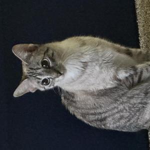 Image of Hacky, Lost Cat