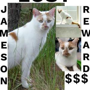 Lost Cat Jameson