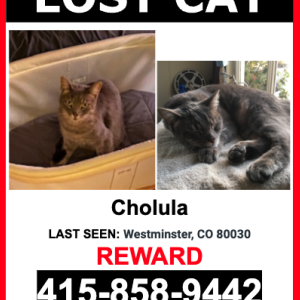 Lost Cat Cholula