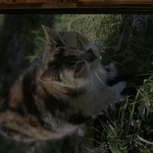 Image of Roxy, Lost Cat