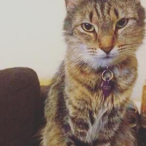 Lost Cat Lunabell