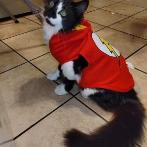 Image of Barry Allen, Lost Cat