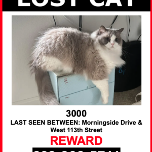 Lost Cat 3000