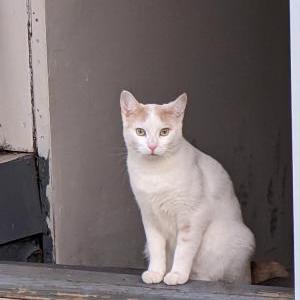Lost Cat Paloma