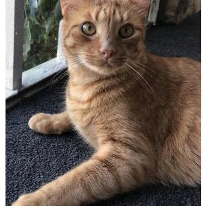 Image of Petree, Lost Cat